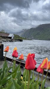 Photo of tulips in Jøsenfjorden