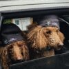 Photo of dogs in a car