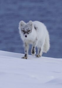 Photo of an arctic fox