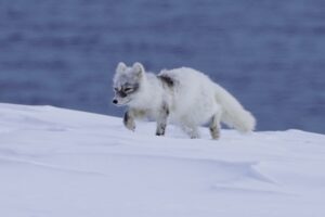 Photo of the arctic fox