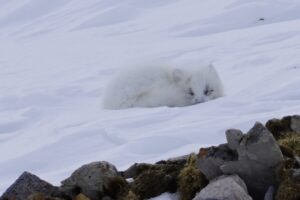 A photo of an Arctic Fox