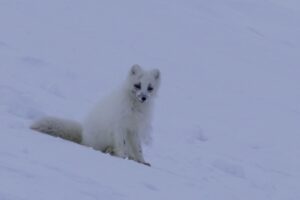 Photo of an Arctic fox looking at the group